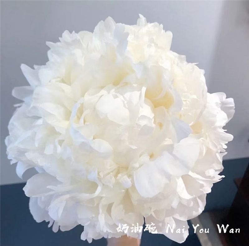 奶油婉芍藥鮮切花 荷蘭進口芍藥