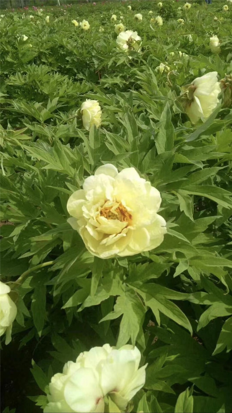 荷蘭進(jìn)口芍藥鮮切花