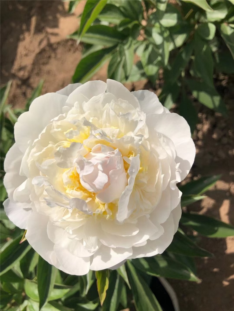 羞澀女王芍藥鮮切花 荷蘭進口芍藥